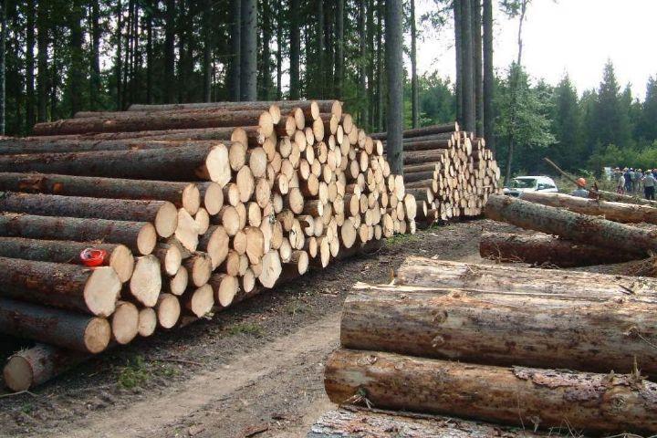 کاهش قاچاق چوب بعد از اجرای طرح تنفس جنگل