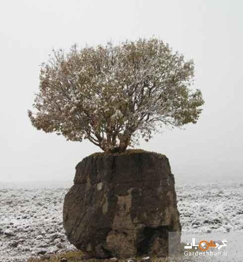تک درخت عجیب ایران در ارسنجان فارس