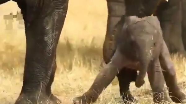 کوشش بچه فیل برای ایستادن