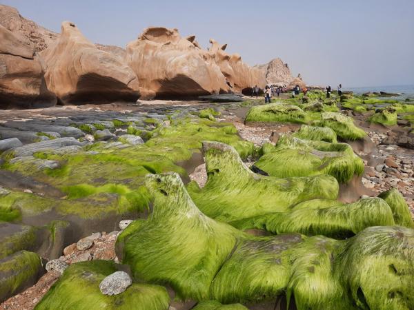 ببینید ، این تندیس های سنگی حاصل جدال موج و صخره اند ، سفر به ساحل مکسر؛ رویایی ترین ساحل صخره ای خلیج فارس
