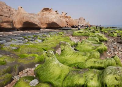 ببینید ، این تندیس های سنگی حاصل جدال موج و صخره اند ، سفر به ساحل مکسر؛ رویایی ترین ساحل صخره ای خلیج فارس